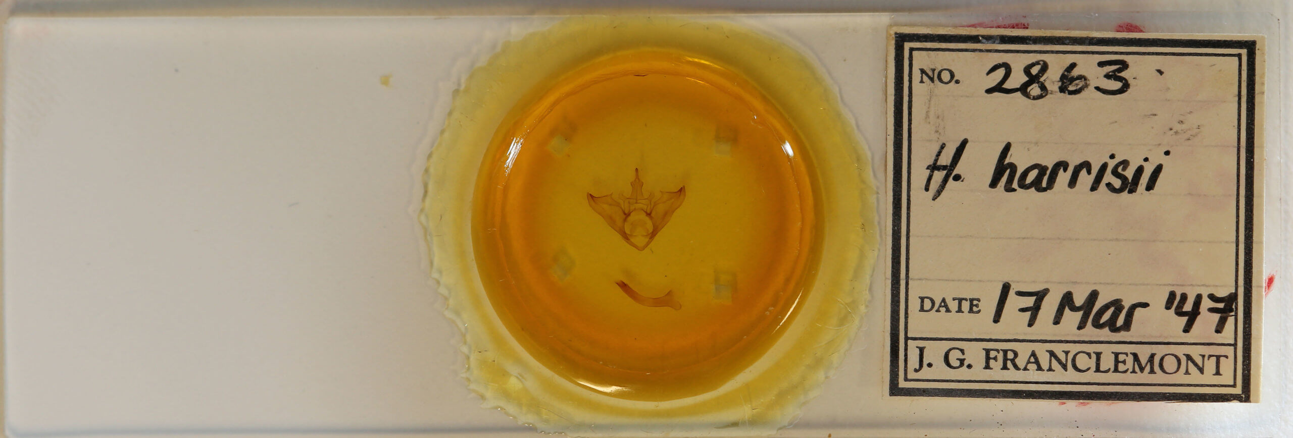 slide view of adult Halysidota harrisii