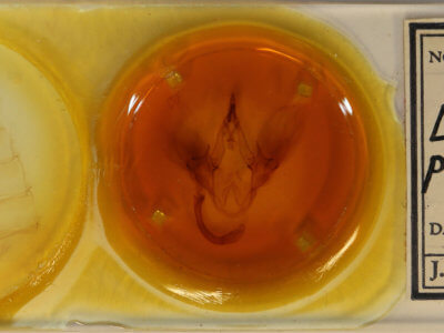 slide view of adult Leistera pulchristrigata