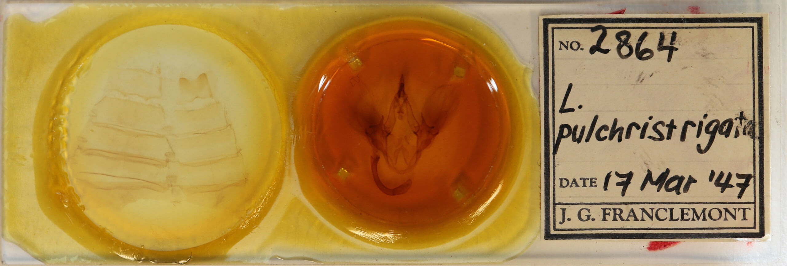 slide view of adult Leistera pulchristrigata