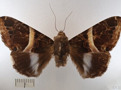 dorsal view of adult Leistera pulchristrigata