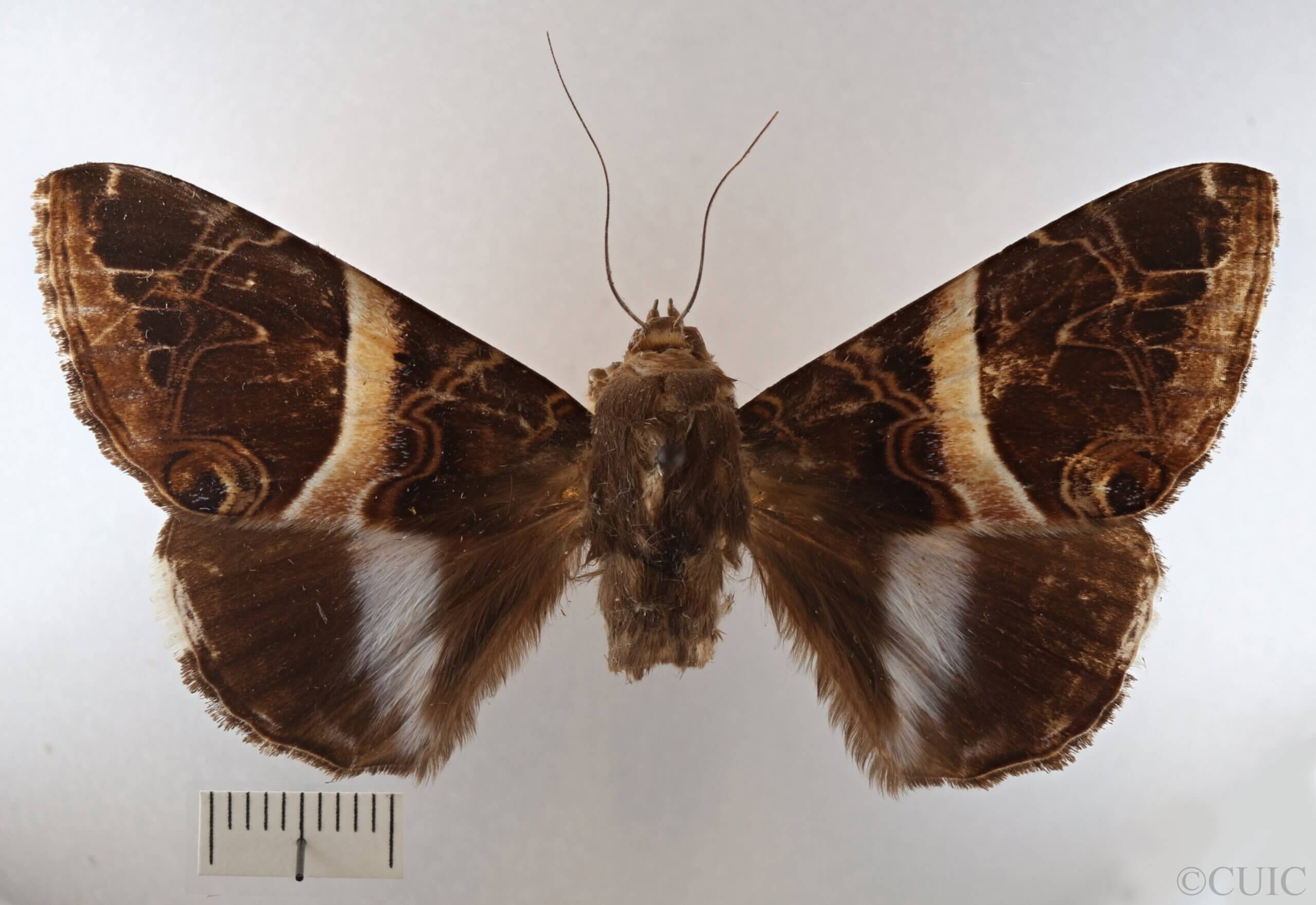 dorsal view of adult Leistera pulchristrigata