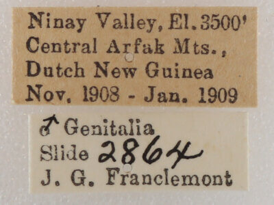 label view of adult Leistera pulchristrigata