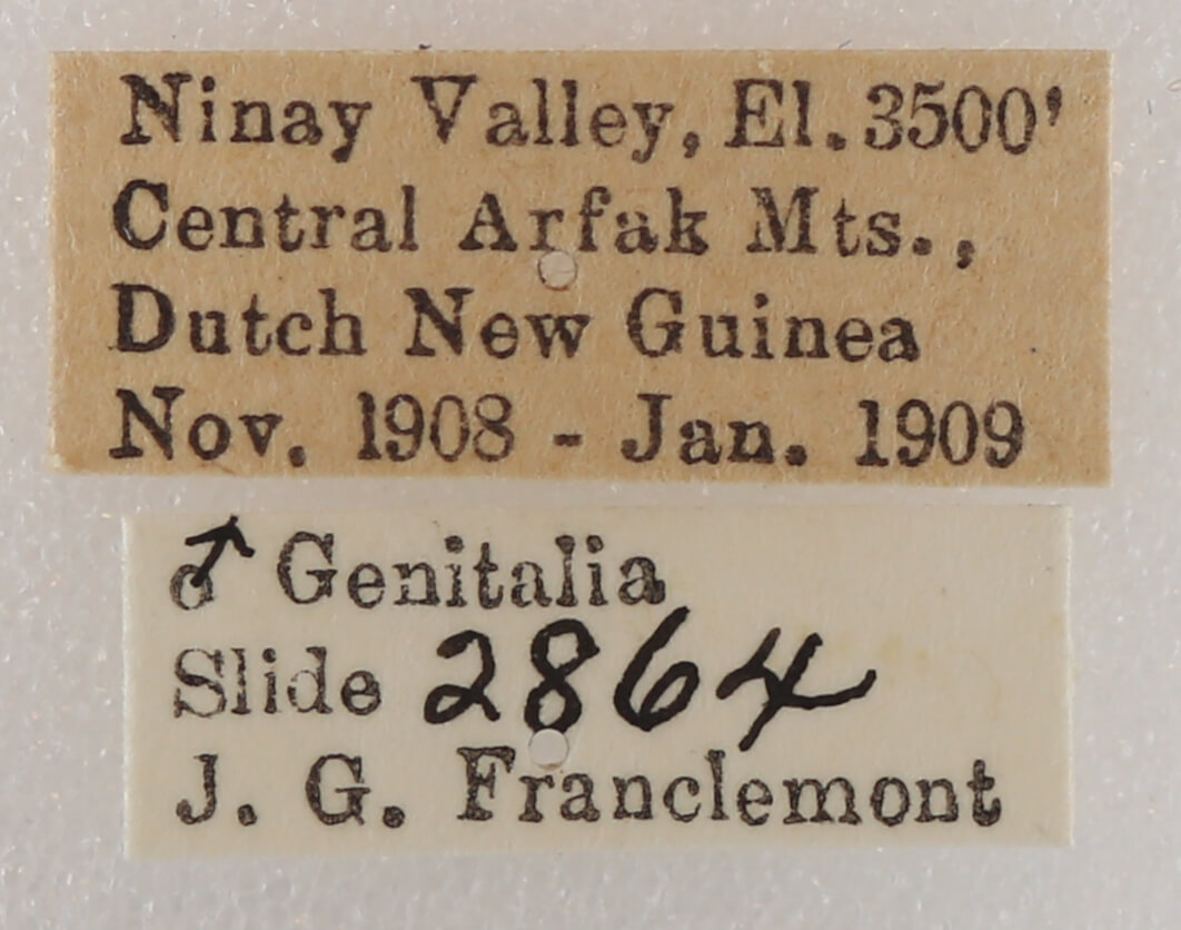 label view of adult Leistera pulchristrigata