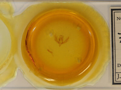 slide view of adult Zalissa pratti