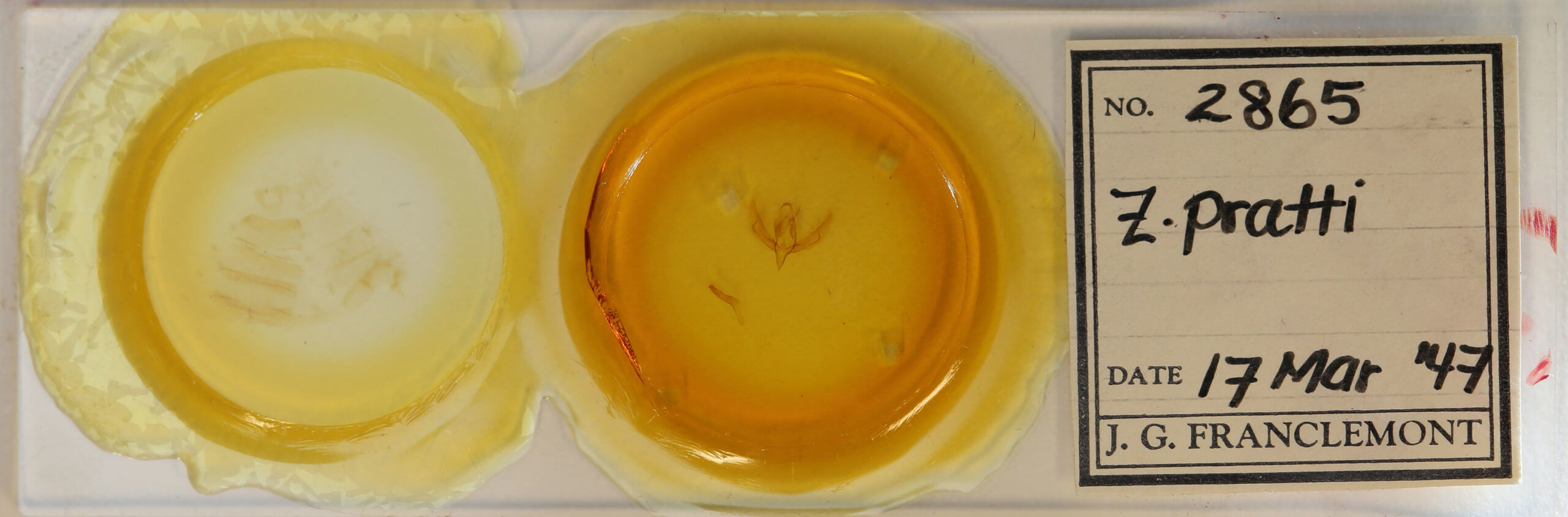 slide view of adult Zalissa pratti