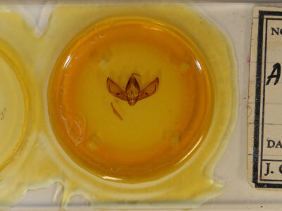 slide view of adult Apina callisto