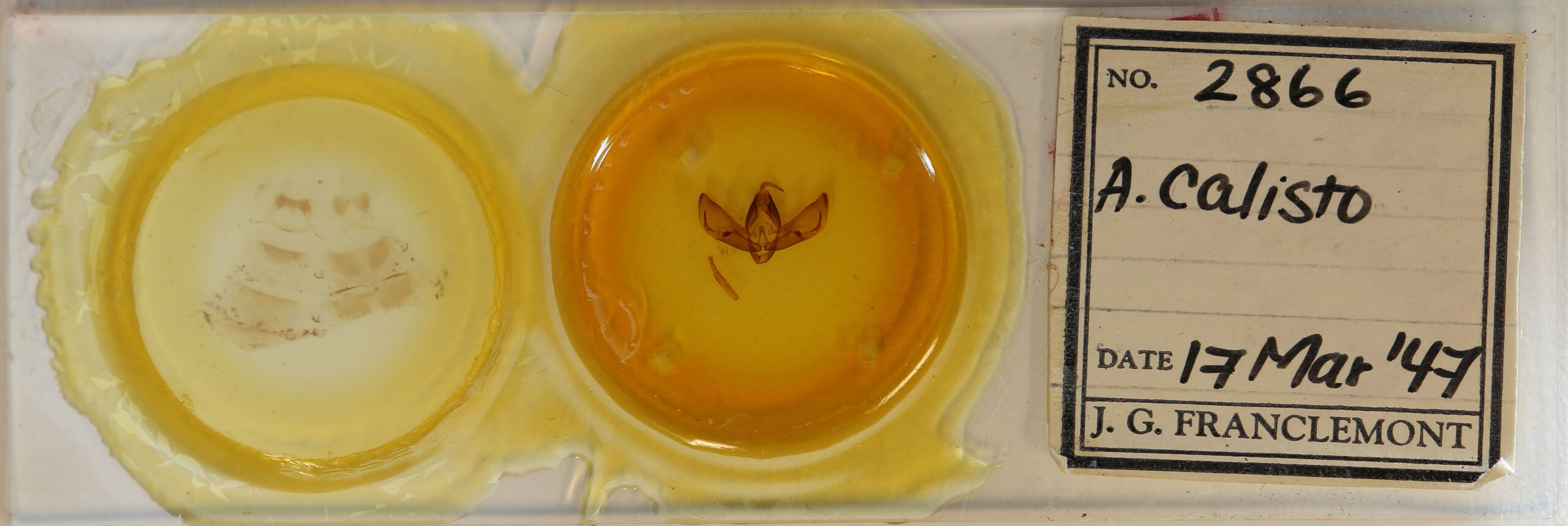 slide view of adult Apina callisto