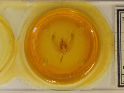 slide view of adult Ancana cebea