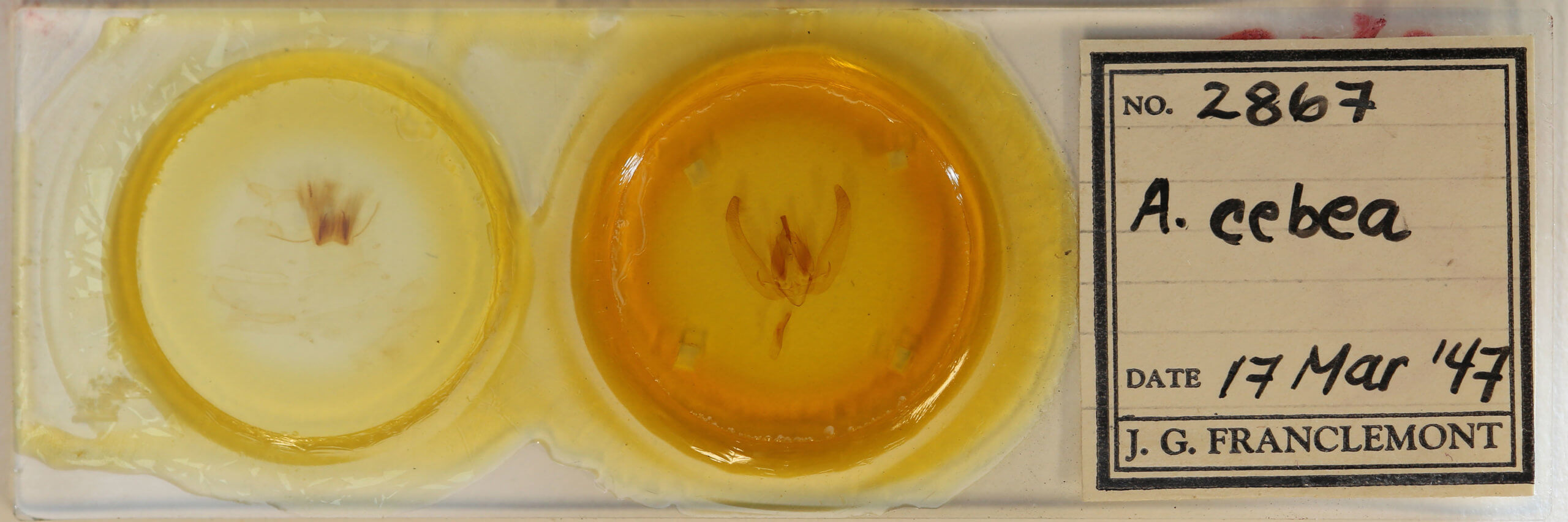 slide view of adult Ancana cebea