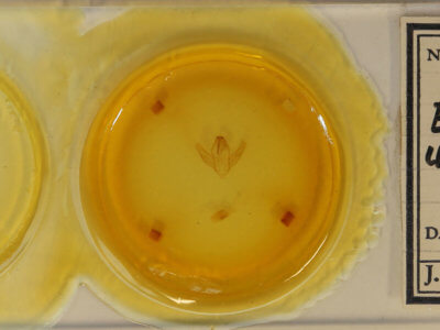 slide view of adult Episparis angulatilinea