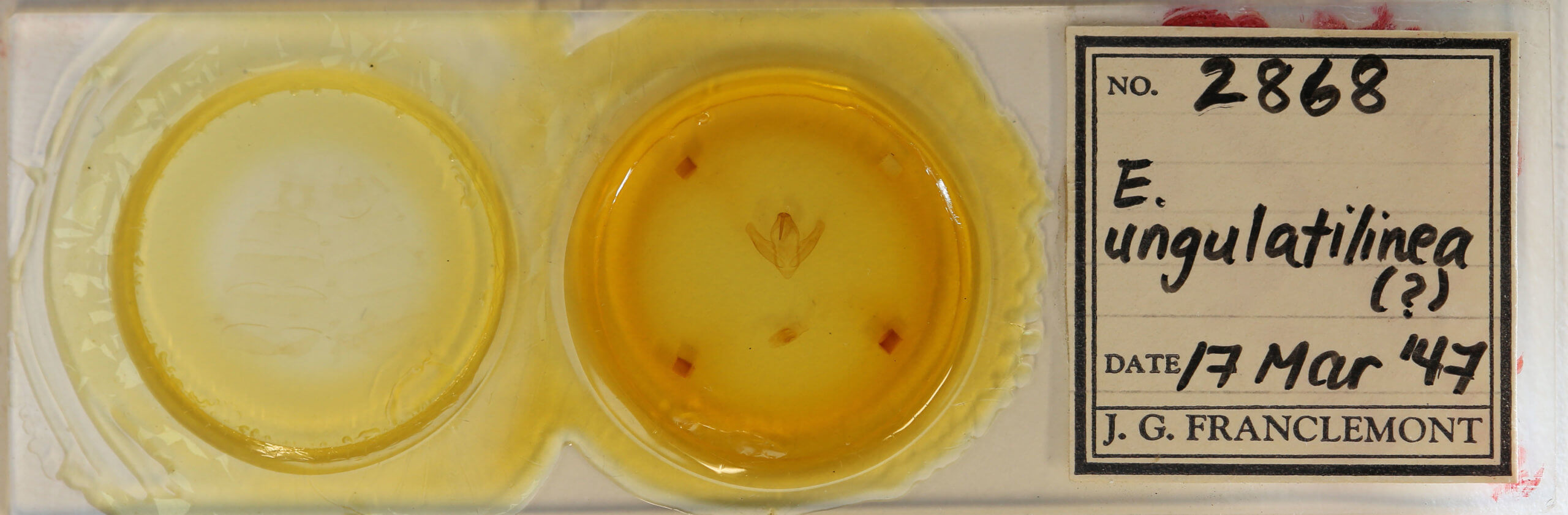 slide view of adult Episparis angulatilinea