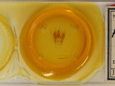 slide view of adult Asta quadrilinea