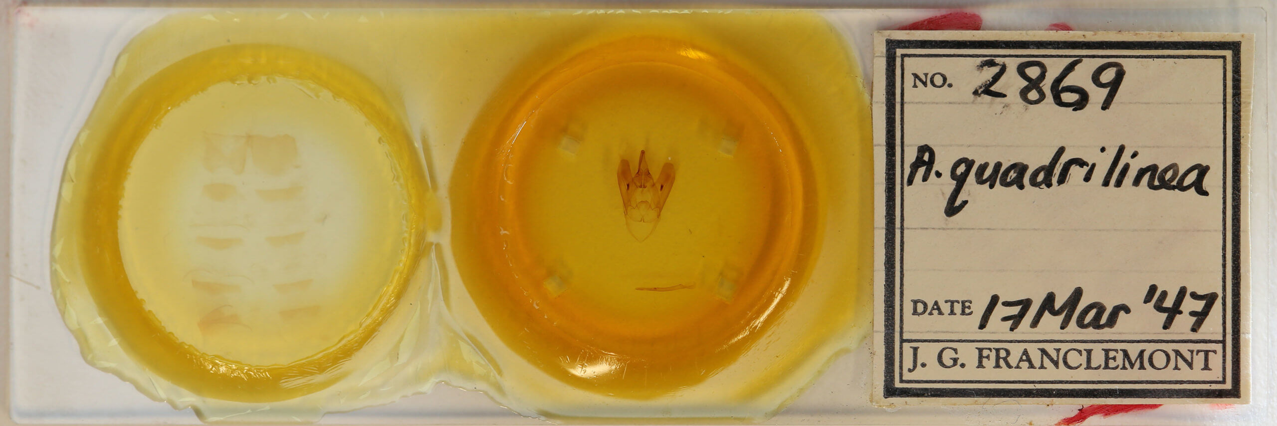 slide view of adult Asta quadrilinea