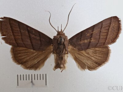 dorsal view of adult Asta quadrilinea