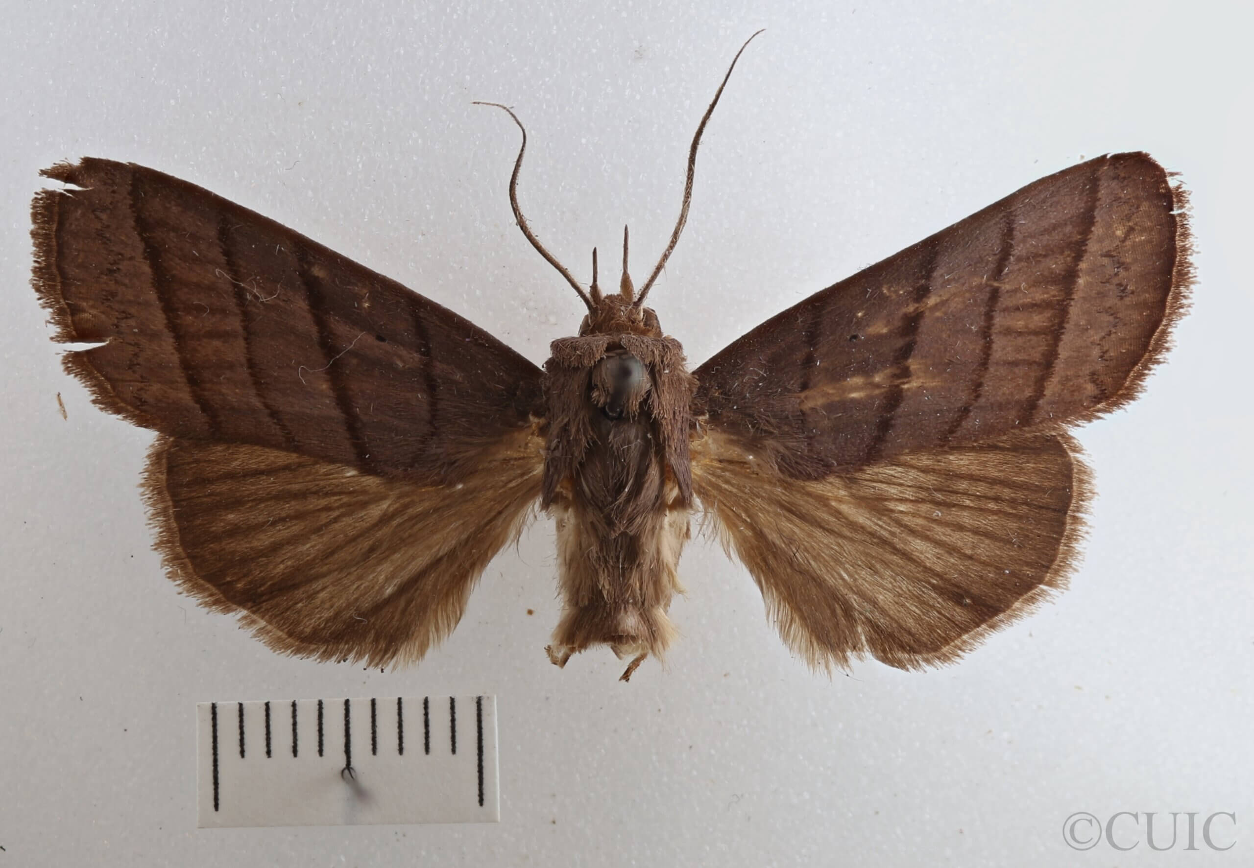 dorsal view of adult Asta quadrilinea