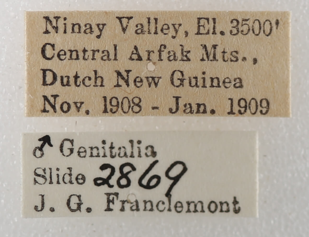 label view of adult Asta quadrilinea