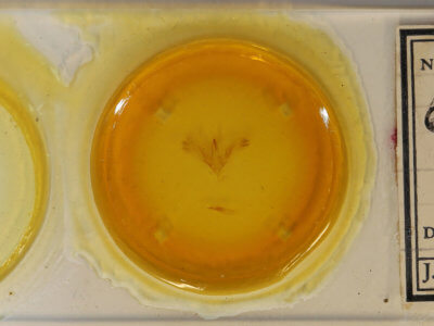 slide view of adult Claterna cydonia