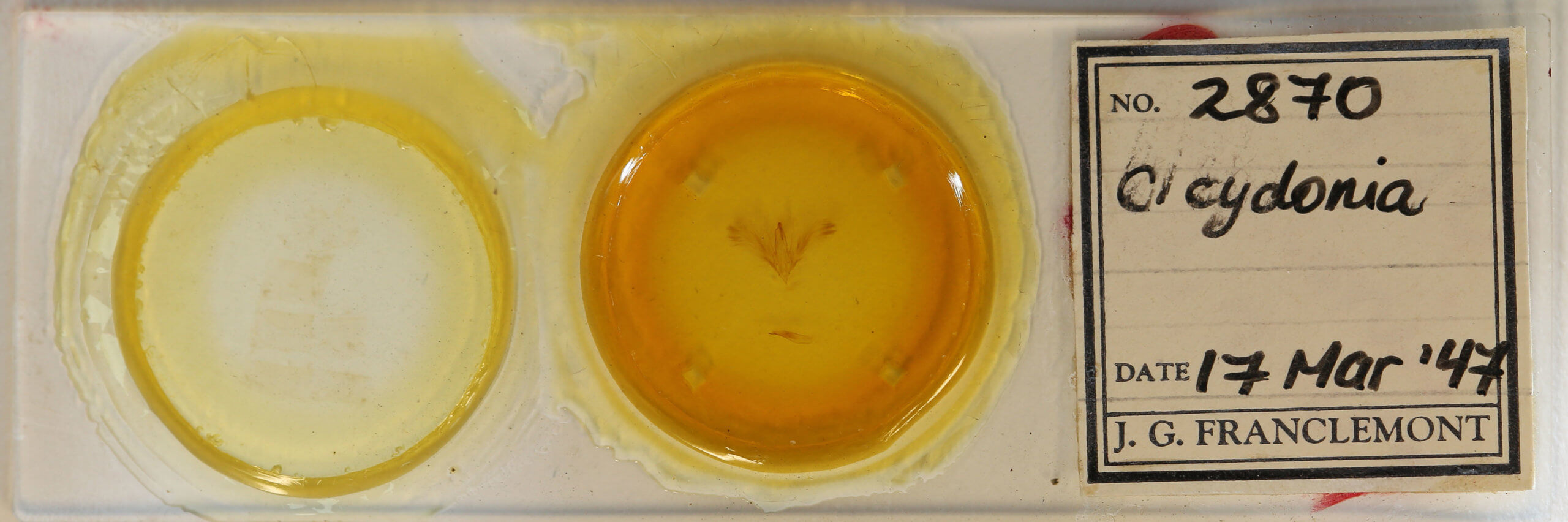 slide view of adult Claterna cydonia