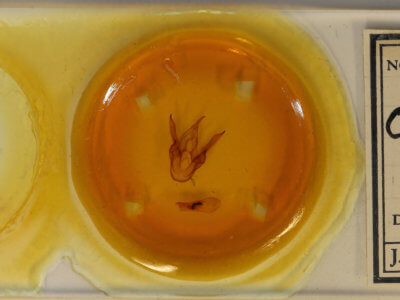 slide view of adult Callindra principalis