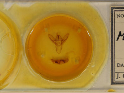 slide view of adult Macrobrochis gigas