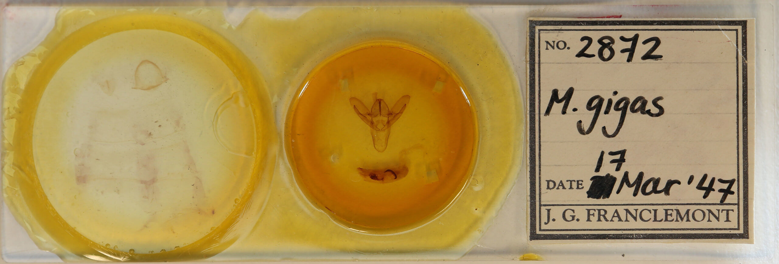 slide view of adult Macrobrochis gigas