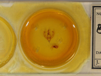 slide view of adult Bagada bella