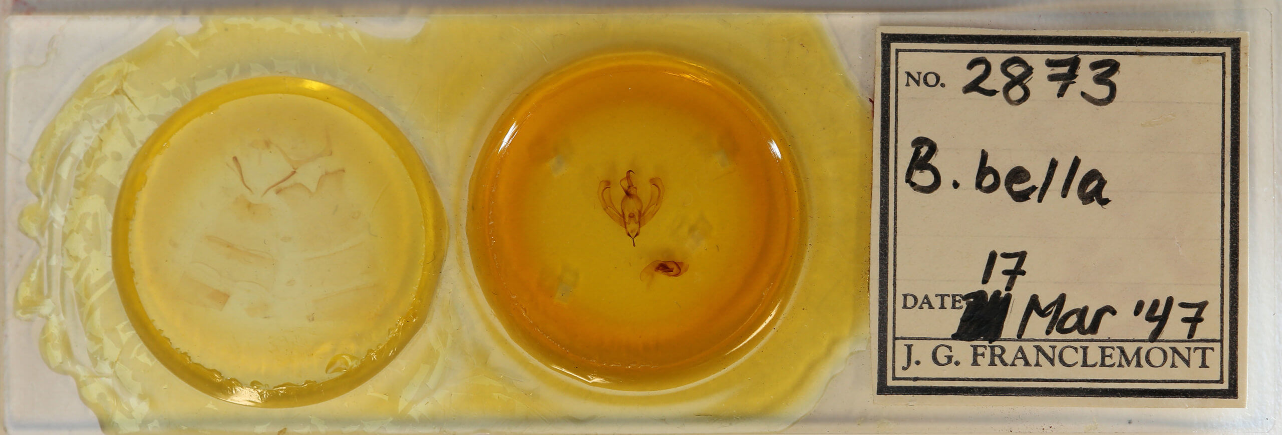 slide view of adult Bagada bella