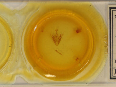 slide view of adult Abriesa derna