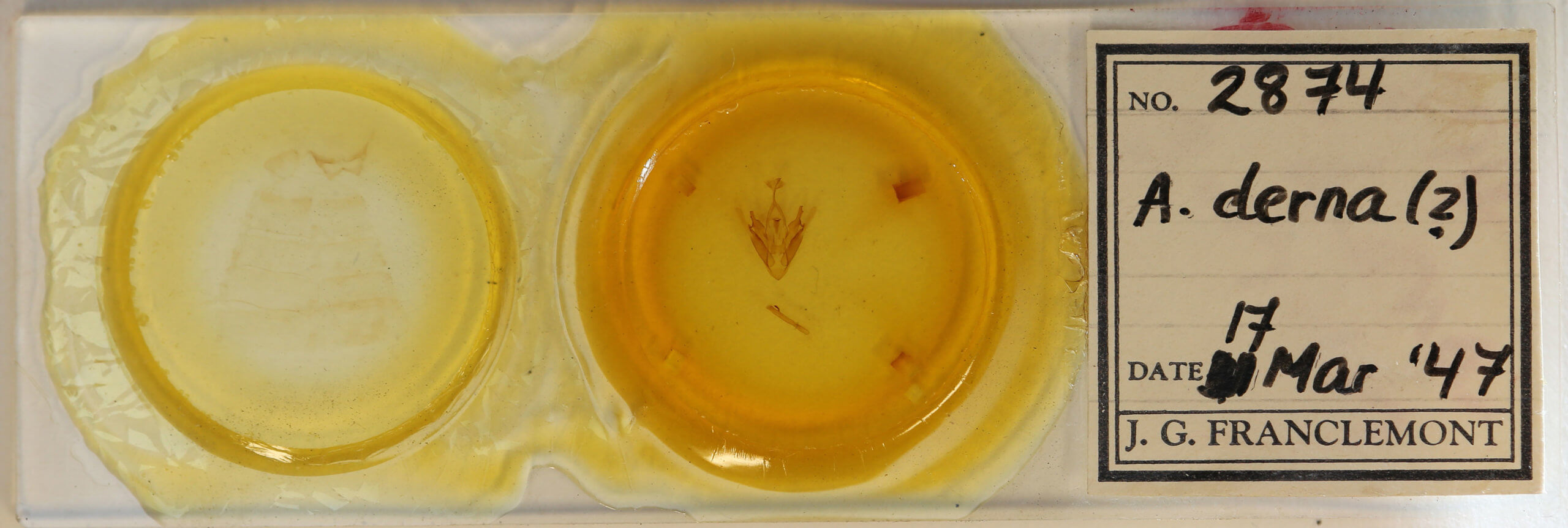 slide view of adult Abriesa derna