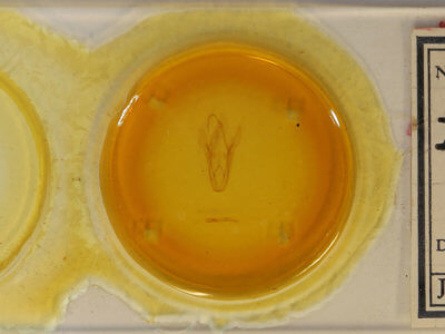 slide view of adult Heterospila fulgurea