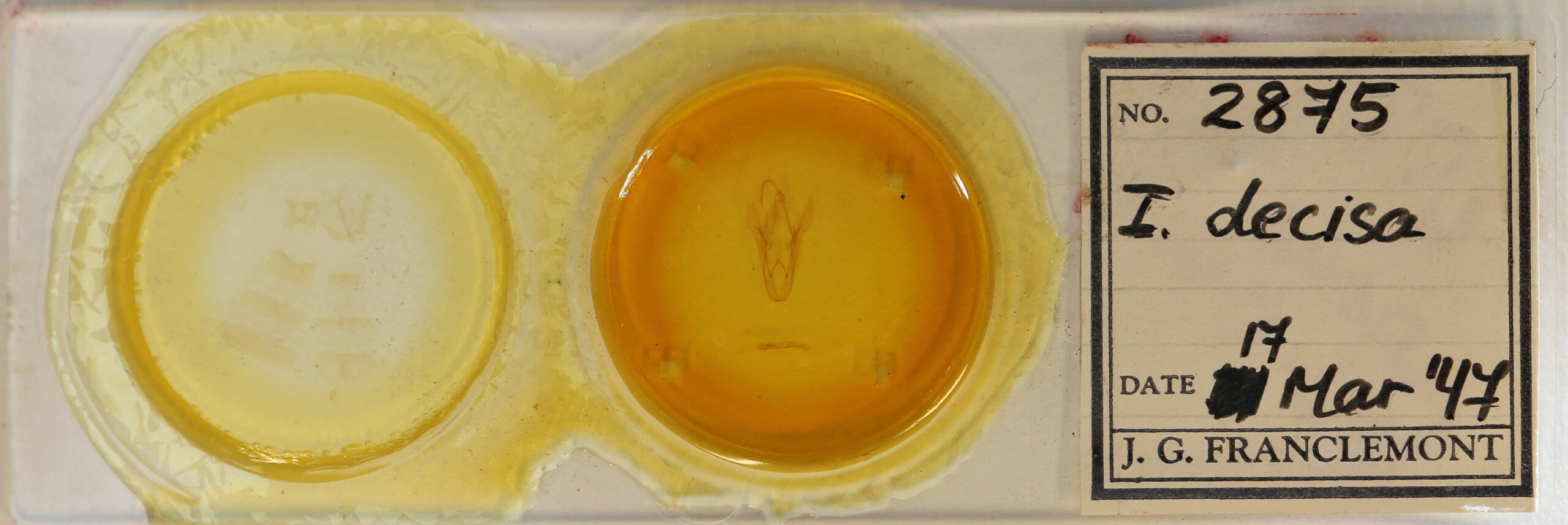 slide view of adult Heterospila fulgurea