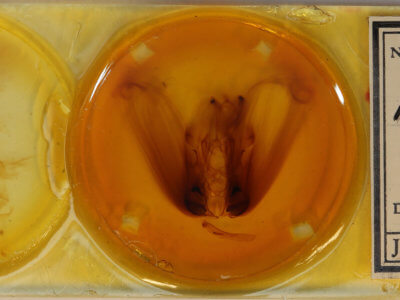 slide view of adult Ramdasa pratti