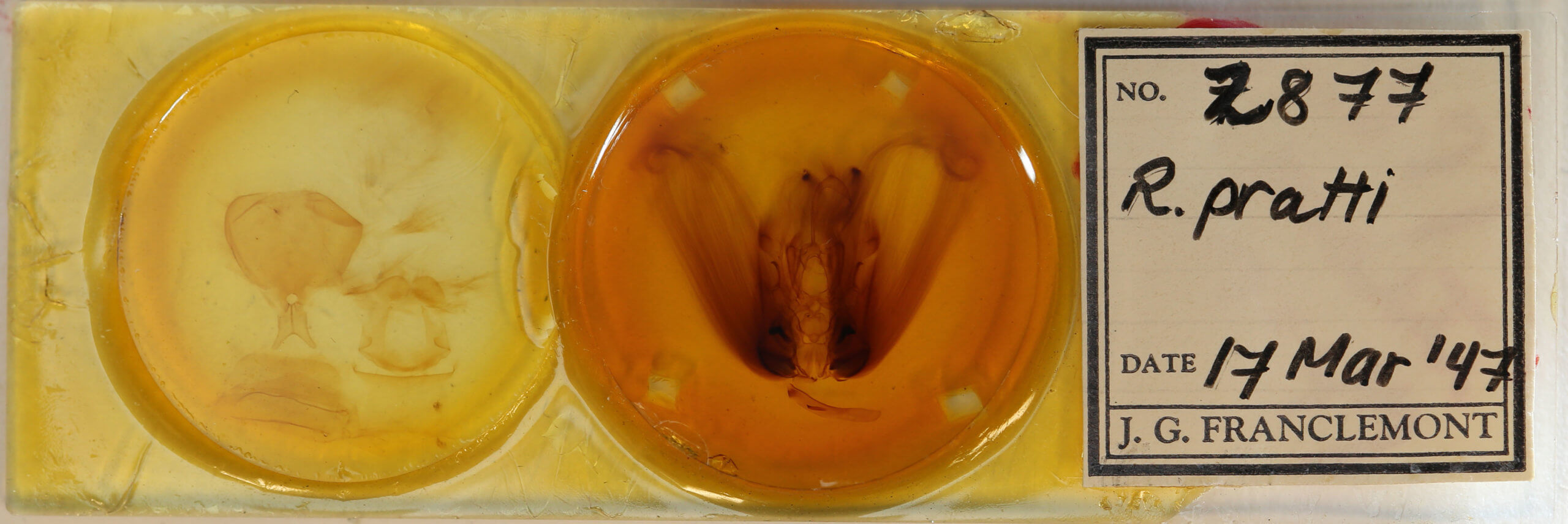 slide view of adult Ramdasa pratti