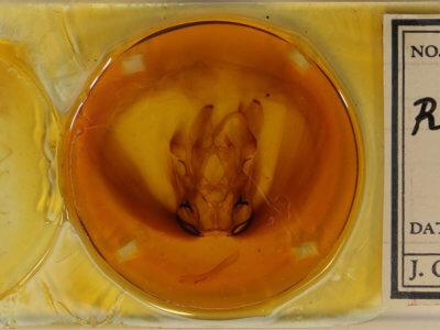 slide view of adult Ramdasa pratti