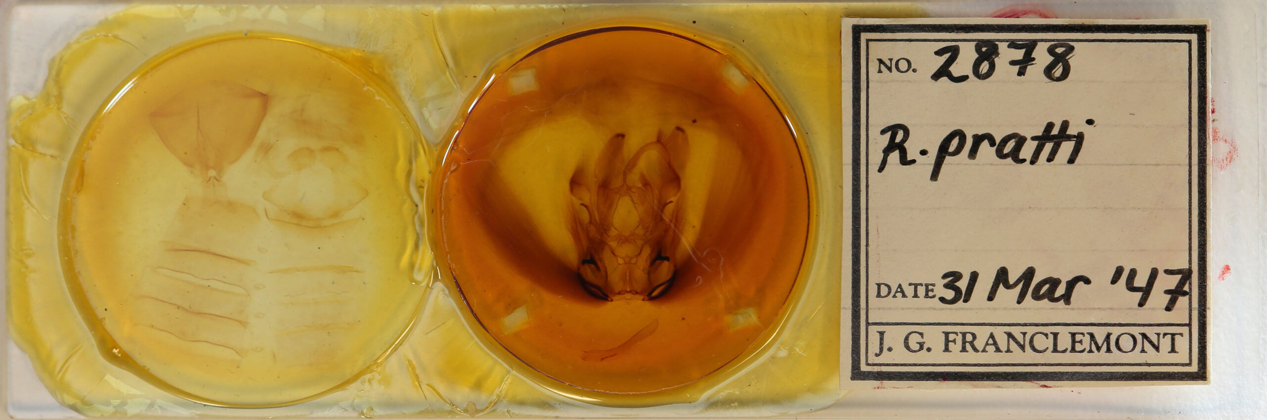 slide view of adult Ramdasa pratti