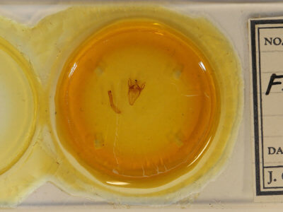 slide view of adult Erygia spissa