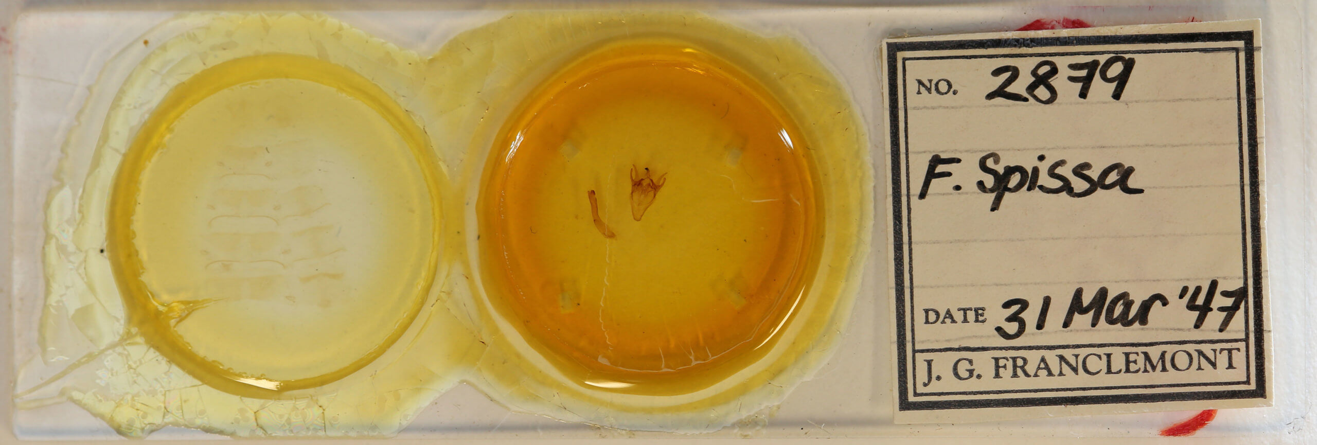 slide view of adult Erygia spissa