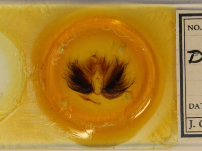 slide view of adult Dypterygia babooni