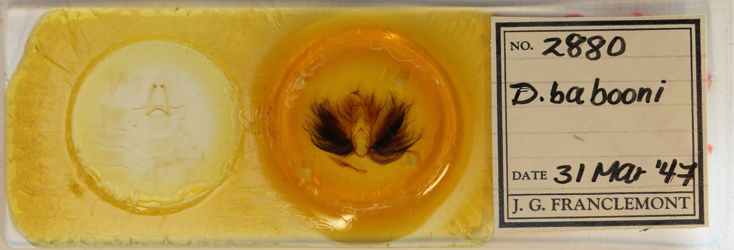 slide view of adult Dypterygia babooni