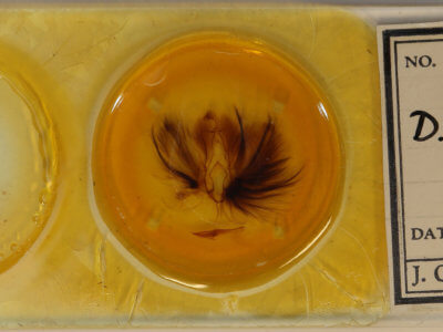 slide view of adult Dypterygia babooni