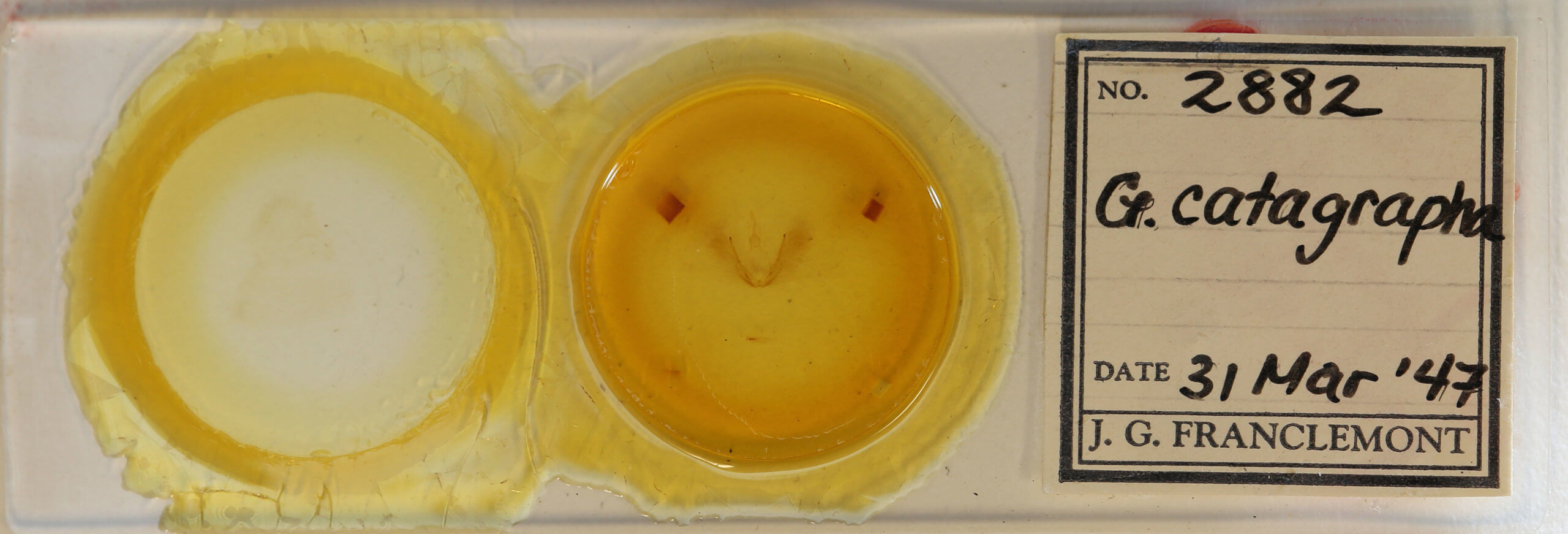 slide view of adult Timorodes blepharias