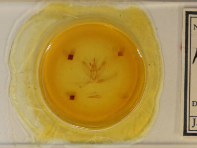 slide view of adult Metarranthis hypochraria