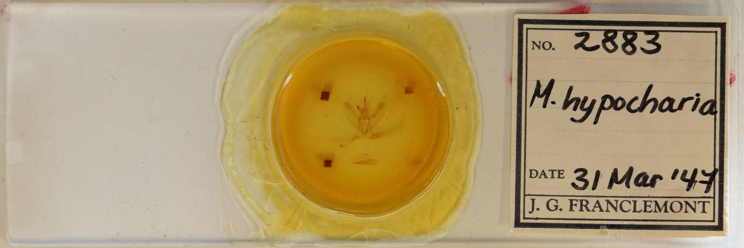 slide view of adult Metarranthis hypochraria