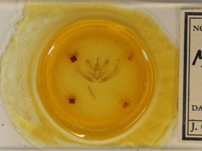 slide view of adult Metarranthis hypochraria