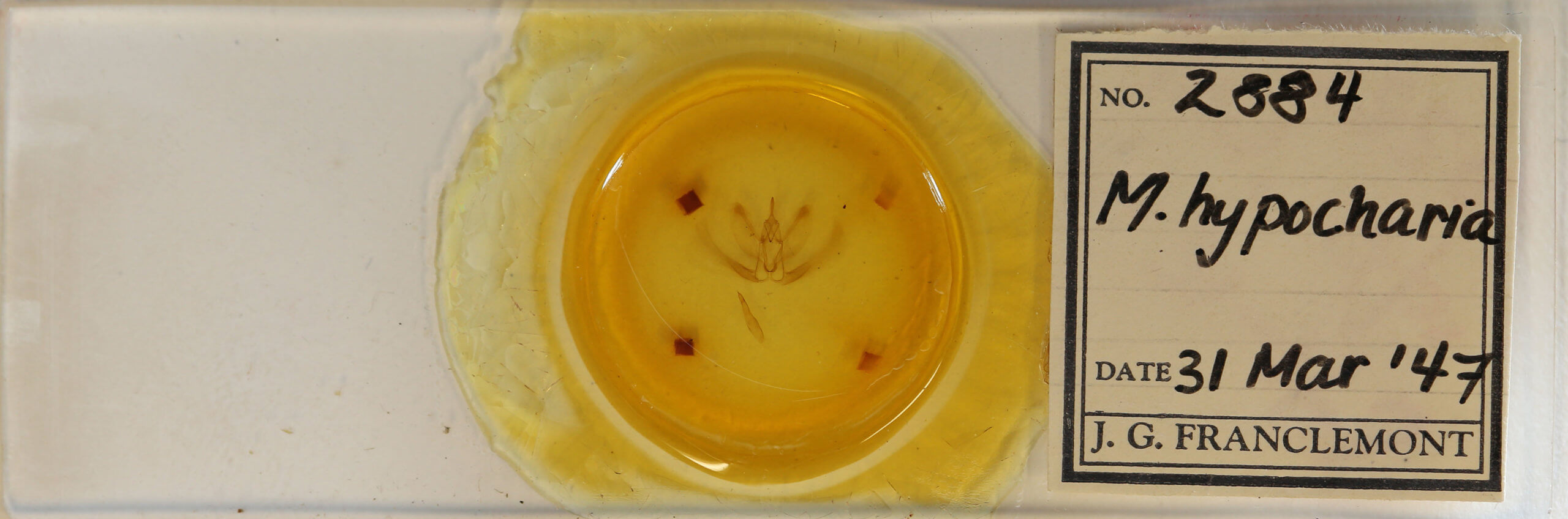 slide view of adult Metarranthis hypochraria