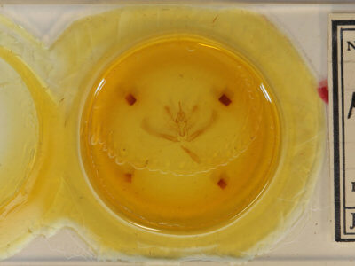 slide view of adult Metarranthis hypochraria