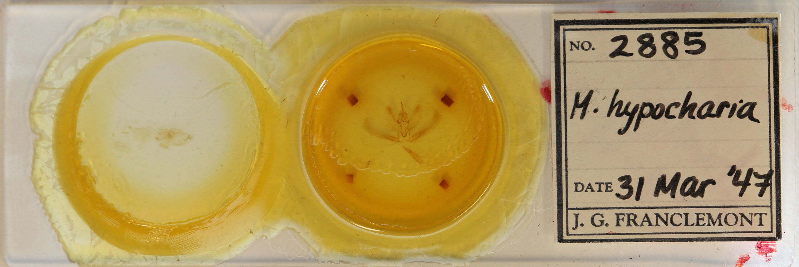 slide view of adult Metarranthis hypochraria