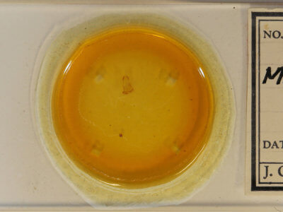 slide view of adult Metarranthis hypochraria