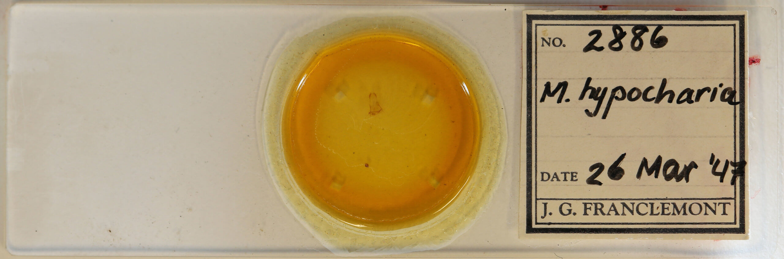 slide view of adult Metarranthis hypochraria