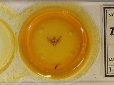 slide view of adult Diarsia rosaria